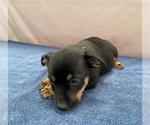 Small German Shepherd Dog Mix