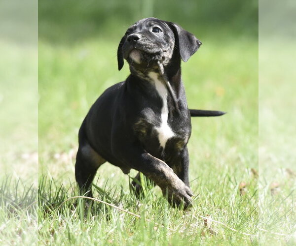 Medium Photo #1 Mutt Puppy For Sale in Mechanicsburg, PA, USA