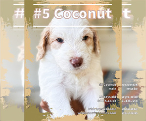 F2 Aussiedoodle-Irish Doodle Mix Puppy for sale in SACRAMENTO, CA, USA