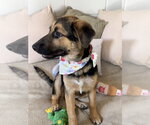 Small Photo #2 German Shepherd Dog Puppy For Sale in San Leon, TX, USA