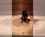 Small Photo #14 Malinois Puppy For Sale in ALSIP, IL, USA