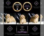 Small #1 Maltipoo