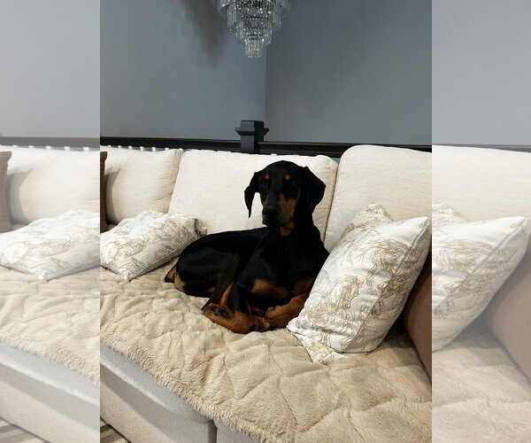 Medium Photo #2 Doberman Pinscher Puppy For Sale in Minneaoplis, MN, USA