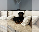 Small #1 Doberman Pinscher