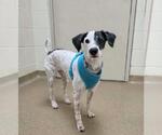 Small #1 Poodle (Miniature) Mix