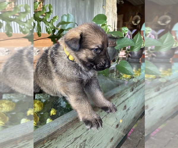 Medium Photo #12 German Shepherd Dog Puppy For Sale in SANDUSKY, OH, USA