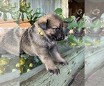 Small #11 German Shepherd Dog