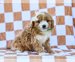 Puppy Brent Cavapoo (Miniature)
