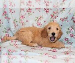 Small Photo #9 Goldendoodle Puppy For Sale in BLOOMINGTON, IN, USA