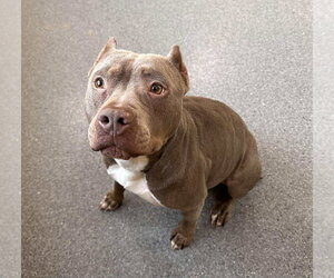 Mutt Dogs for adoption in Low Moor, VA, USA