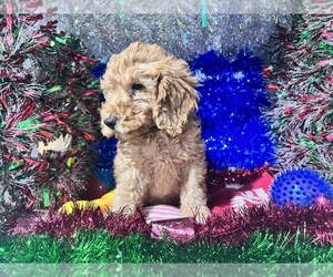 Poodle (Miniature) Puppy for sale in DURHAM, CT, USA