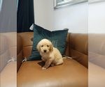 Small Photo #6 Golden Retriever Puppy For Sale in BEVERLY HILLS, CA, USA