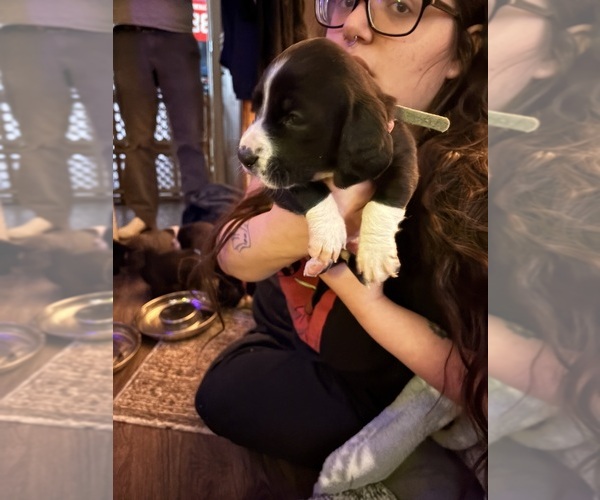 Medium Photo #1 Basset Hound-Great Dane Mix Puppy For Sale in KEANSBURG, NJ, USA