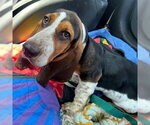 Small #2 Basset Hound