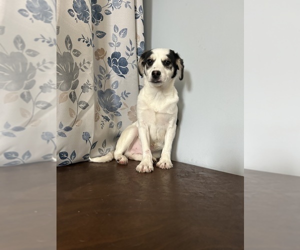 Medium Photo #6 Cockapoo (Miniature) Puppy For Sale in DURHAM, CT, USA