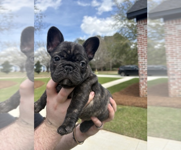 Medium Photo #1 French Bulldog Puppy For Sale in MIDLAND CITY, AL, USA