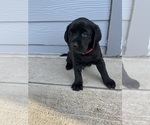 Small Photo #2 Labrador Retriever Puppy For Sale in DAVEY, NE, USA