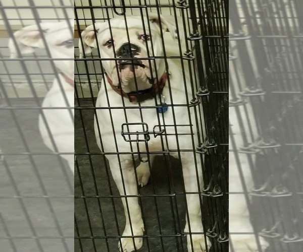 Medium Photo #2 American Bulldog Puppy For Sale in HENRICO, VA, USA