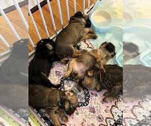 Brussels Griffon Puppy for sale in WYANDOTTE, MI, USA