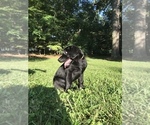 Small Photo #9 Labrador Retriever Puppy For Sale in WACO, GA, USA