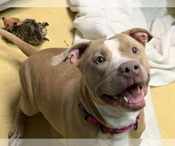 Medium Photo #1 American Pit Bull Terrier-Unknown Mix Puppy For Sale in Lawrence, KS, USA