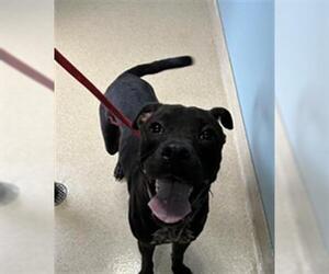 Medium Labrador Retriever Mix