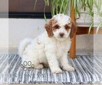 Small Photo #1 Goldendoodle (Miniature) Puppy For Sale in NARVON, PA, USA