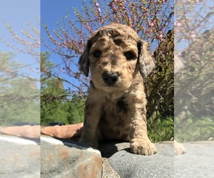Golden Mountain Dog Puppy for sale in WASILLA, AK, USA
