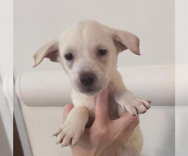 Medium Photo #1 Labrador Retriever-Unknown Mix Puppy For Sale in Houston, TX, USA