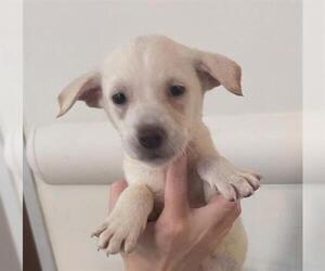 Labrador Retriever-Unknown Mix Dogs for adoption in Houston, TX, USA