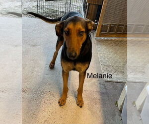 Doberman Pinscher-Unknown Mix Dogs for adoption in Oak Bluffs, MA, USA