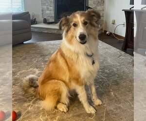 Collie-Great Pyrenees Mix Dogs for adoption in Dublin, OH, USA