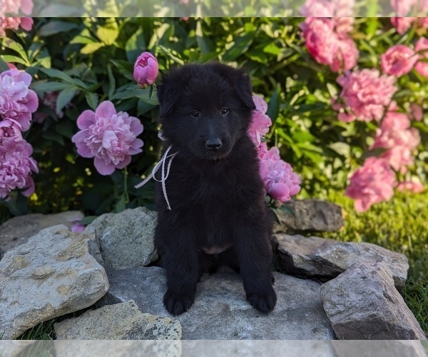 Medium Photo #4 Belgian Sheepdog Puppy For Sale in HAMILTON, MO, USA