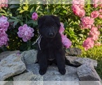 Small #3 Belgian Sheepdog