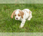 Small #3 Cocker Spaniel