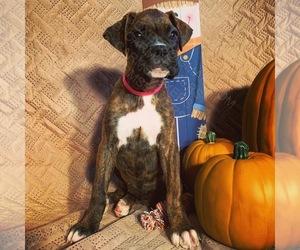 Boxer Dog for Adoption in MORENO VALLEY, California USA