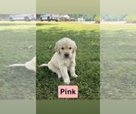 Small #15 Golden Retriever