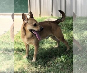 Peanut - Male Mutt Dog for Adoption - Photo #3
