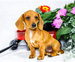 Small #6 Dachshund