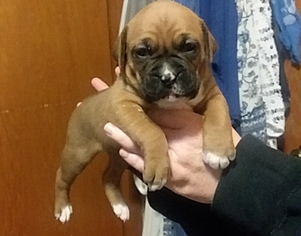 Boxer Puppy for sale in HELENVILLE, WI, USA