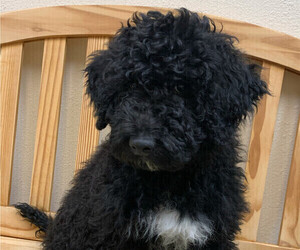 Portuguese Water Dog Puppy for sale in COLORADO SPRINGS, CO, USA