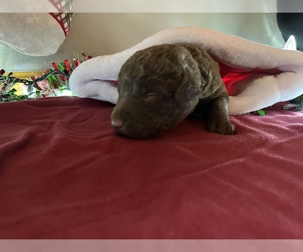 Medium Photo #11 Chesapeake Bay Retriever Puppy For Sale in WAUKON, IA, USA