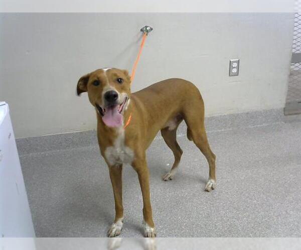 Medium Photo #1 English Coonhound-Unknown Mix Puppy For Sale in Pasadena, TX, USA