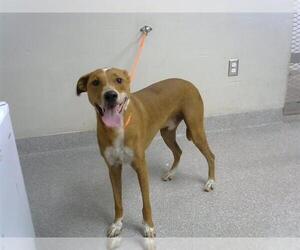 English Coonhound-Unknown Mix Dogs for adoption in Pasadena, TX, USA