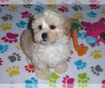 Small Photo #10 ShihPoo Puppy For Sale in ORO VALLEY, AZ, USA