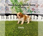 Small #2 Cavalier King Charles Spaniel