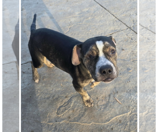 Medium Photo #2 Bulldog-Staffordshire Bull Terrier Mix Puppy For Sale in MIDWAY, UT, USA
