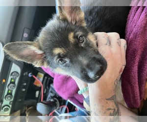 German Shepherd Dog Puppy for sale in CALHOUN, GA, USA