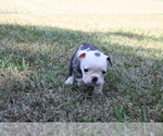 Small Photo #5 English Bulldog Puppy For Sale in HEFLIN, LA, USA