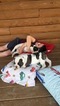 Small Photo #6 American Bulldog Puppy For Sale in NUNDA, NY, USA